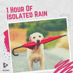 1 Hour Of Isolated Rain - #Calming