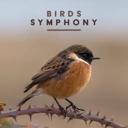 Birds Symphony - Calm Singing Birds Zone