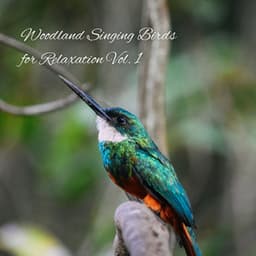 Woodland Singing Birds for Relaxation Vol. 1 - Natural Woodland Sounds