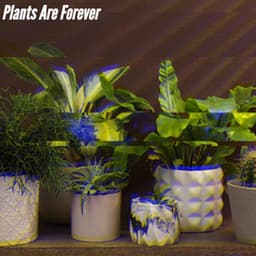 Plants Are Forever - Coffeehouse Jazz