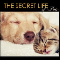The Secret Life of Pets - Pet Therapy Music for Animals at Home Alone - Pet Couture