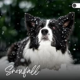 Snowfall - Weather and Nature Recordings