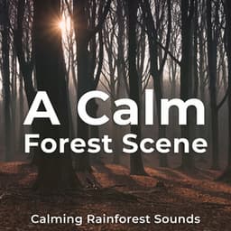 A Calm Forest Scene - Calming Rainforest Sounds
