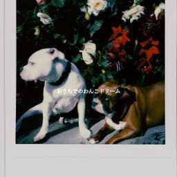 おうちでのわんこドリーム - Jazz Classico