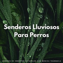 Senderos Lluviosos Para Perros: Armonía De Insectos Naturales Con Música Tranquila - Colmena de Lluvia