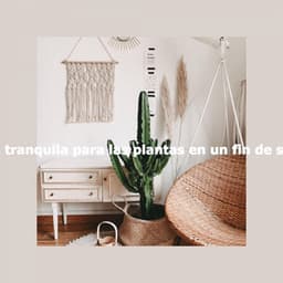 Música tranquila para las plantas en un fin de semana - Hotel Jazz