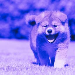 Music for Sleepy Hound Zone - Doggy Music Radio