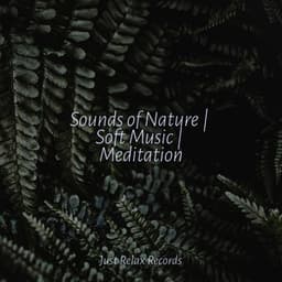 Sounds of Nature | Soft Music | Meditation - Naturaleza Sonidos