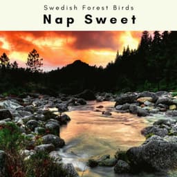 2022 Nap Sweet - Swedish Forest Birds