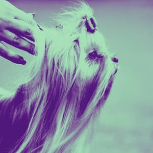 Breathtaking Bgm for Vegging Out Doggo - Calm Dog Music