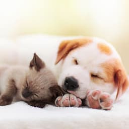 Serene Pet Slumber: Nature Crickets at Night for Restful Sleep - Cricket Sounds