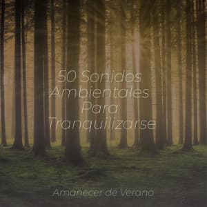 50 Sonidos Ambientales Para Tranquilizarse - kinderliedjes