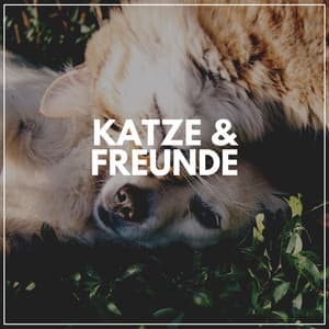Katze & Freunde - Katzenmusik