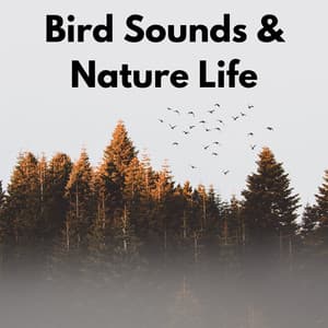 Bird Sounds & Nature Life - Actors of Nature
