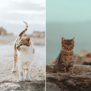 Music for Funny Cats - Cat Music Studio