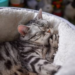 Piano Whiskers: Rain's Serenade for Catnaps - Classical Piano Channel