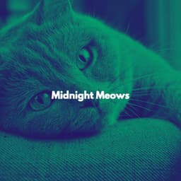 Midnight Meows - Music for Resting Cats