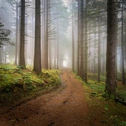 Celestial Sonata: Orchestral Music For The Soul - Bertie Lambert