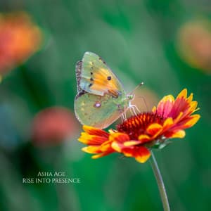 Rise into Presence - Asha Age