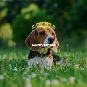 Country Canines - Soft Jazz Style