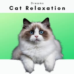 4 Cats: Dreams - Cat Relaxation