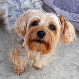 Swanky Jazz Violin - Background for Doggy Hope - Calming Jazz For Dogs