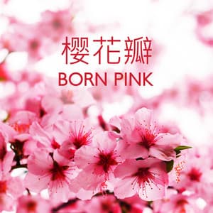 樱花瓣 - Born Pink - Sakura Season さくら