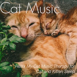 Music for Cats: Relax My Cat Music Therapy for Cat and Kitten Sleep - Cat Music Dreams