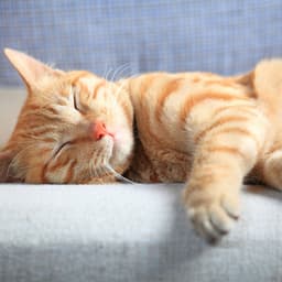 Enchanted Feline Dreams: Lofi Harmonies Embracing Beloved Cats - Calming Cat Music