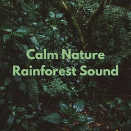 Calm Nature Rainforest Sound - Nature & Rainforest Sounds Collective