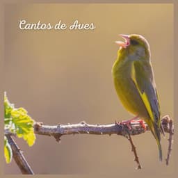 Cantos de Aves - Sonidos De Pajaros