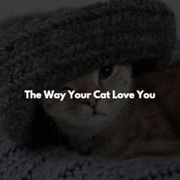 The Way Your Cat Love You - Chill Lounge Hotel