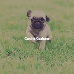 Canine Coziness - Entspannende Musik