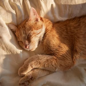 Ronroneos De Hip Hop: Beats Para Relajación De Gatos - Barba sabia