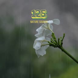 Forest of Rain Fall - 125 Nature Sounds