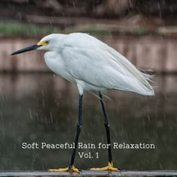 Soft Peaceful Rain for Relaxation Vol. 1 - Calming Cat Music