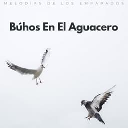 Búhos En El Aguacero: Melodías De Los Empapados - El poder de la lluvia
