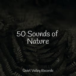 50 Sounds of Nature - Rainfall