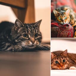 Music for Scratching Kittens - Cat Sleeping Music Project