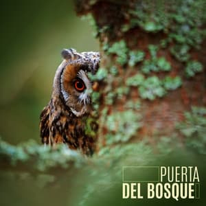 Puerta del bosque: Paisaje sonoro del bosque sereno - Academia de Música con Sonidos de la Naturaleza