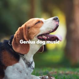 Genius dog music - Beach Chillout Music
