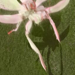 QWERTY II - Saya Gray