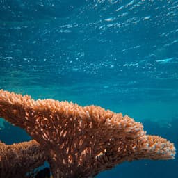 Ocean Lullaby: ASMR Tidal Meditations - Restorative Ocean Music