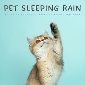 Pet Sleeping Rain: Soothing Sounds Of Rains To Relax Your Pets - Cat Music Jukebox