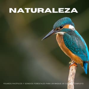 Naturaleza: Pájaros Pacíficos Y Sonidos Forestales Para Un Masaje De Cuerpo Completo - Naturaleza Rainforest Sounds Collective