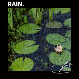 Rainy Night - Rain Sounds & White Noise