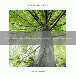 Perfect Compositions Of Weather And Animals For Perfect Deep Sleep - Deep Rain Sampling