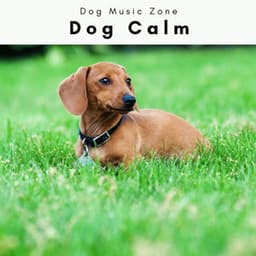 1 Dog Calm Vol. 2 - Dog Music Zone