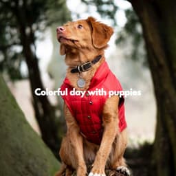 Colorful day with puppies - Jazz for Dogs