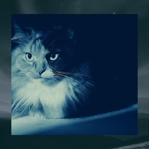 Feelings for Cats Jukebox - Relaxing Music for Cats
